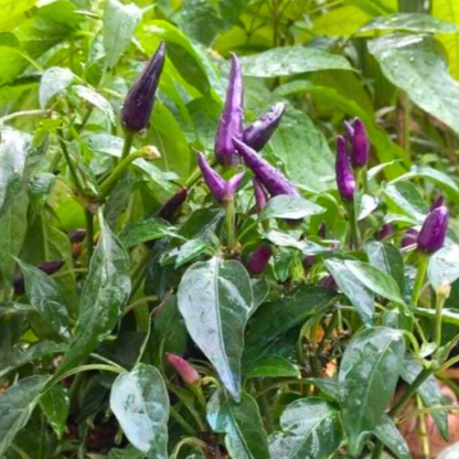 Purple Chilli (Capsicum annuum) Live Plant