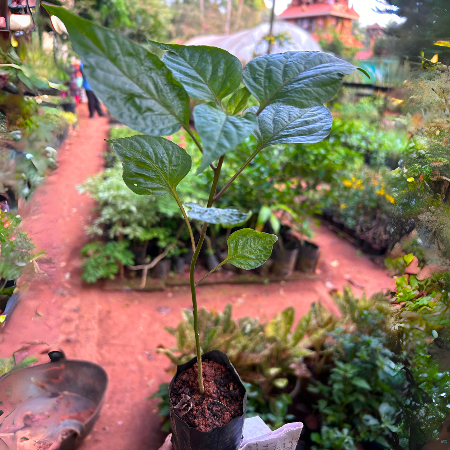 Purple Chilli (Capsicum annuum) Live Plant