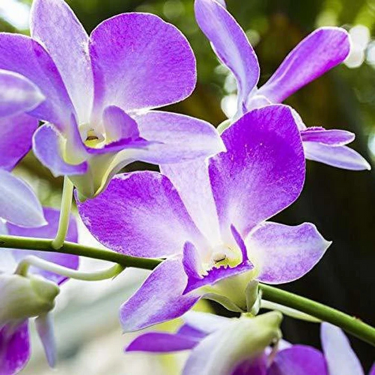 Purple Dendrobium Orchid – Exotic Live Orchid Plant