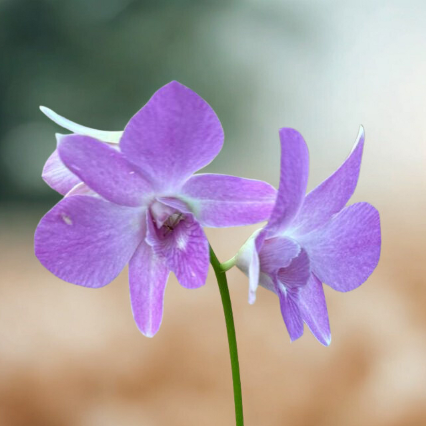 Purple Dendrobium Orchid – Exotic Live Orchid Plant