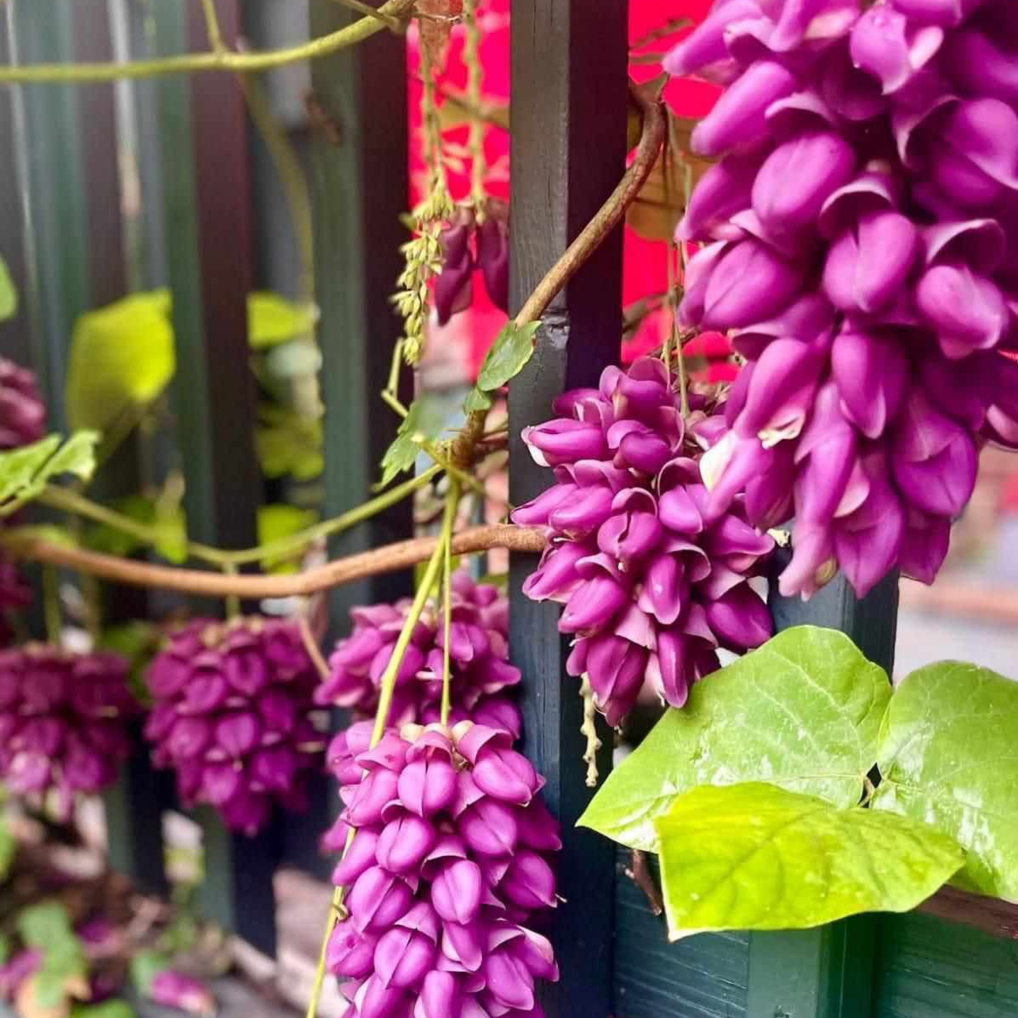 Purple Jade Vine Rare Exotic Hanging Flowering Climber