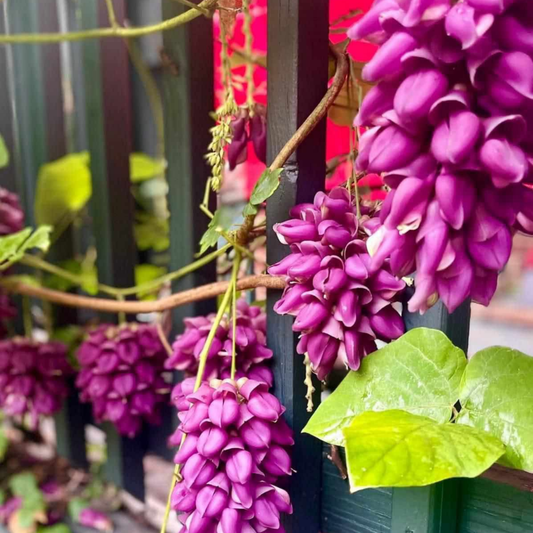 Purple Jade Vine Rare Exotic Hanging Flowering Climber