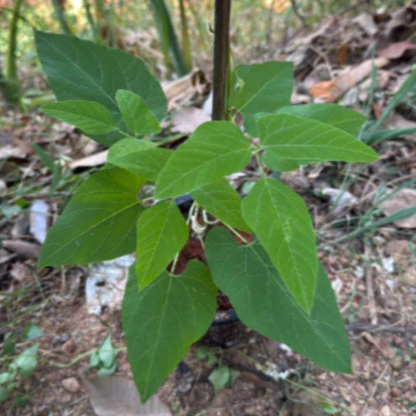 Purple Jade Vine Rare Exotic Hanging Flowering Climber