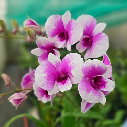 Purple & White Dendrobium Orchid – Exotic Bicolor Live Orchid Plant