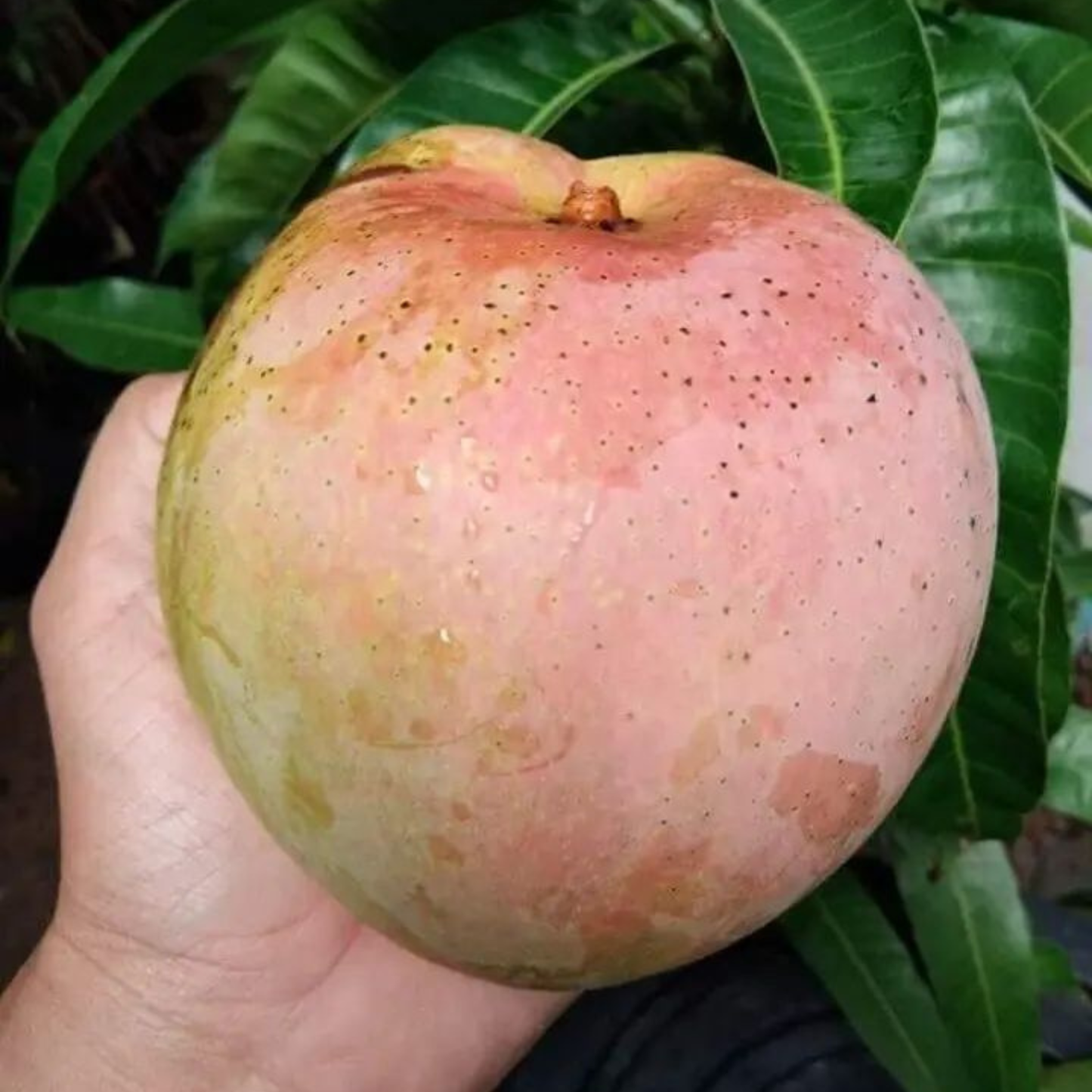 R2E2 Mango Grafted Live Plant – Premium Australian Mango Variety