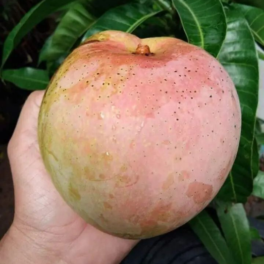 R2E2 Mango Grafted Live Plant – Premium Australian Mango Variety