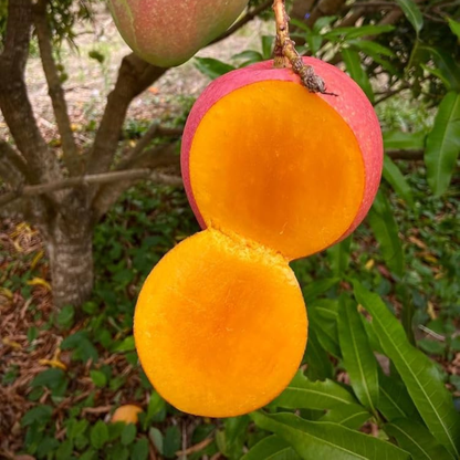 R2E2 Mango Grafted Live Plant – Premium Australian Mango Variety