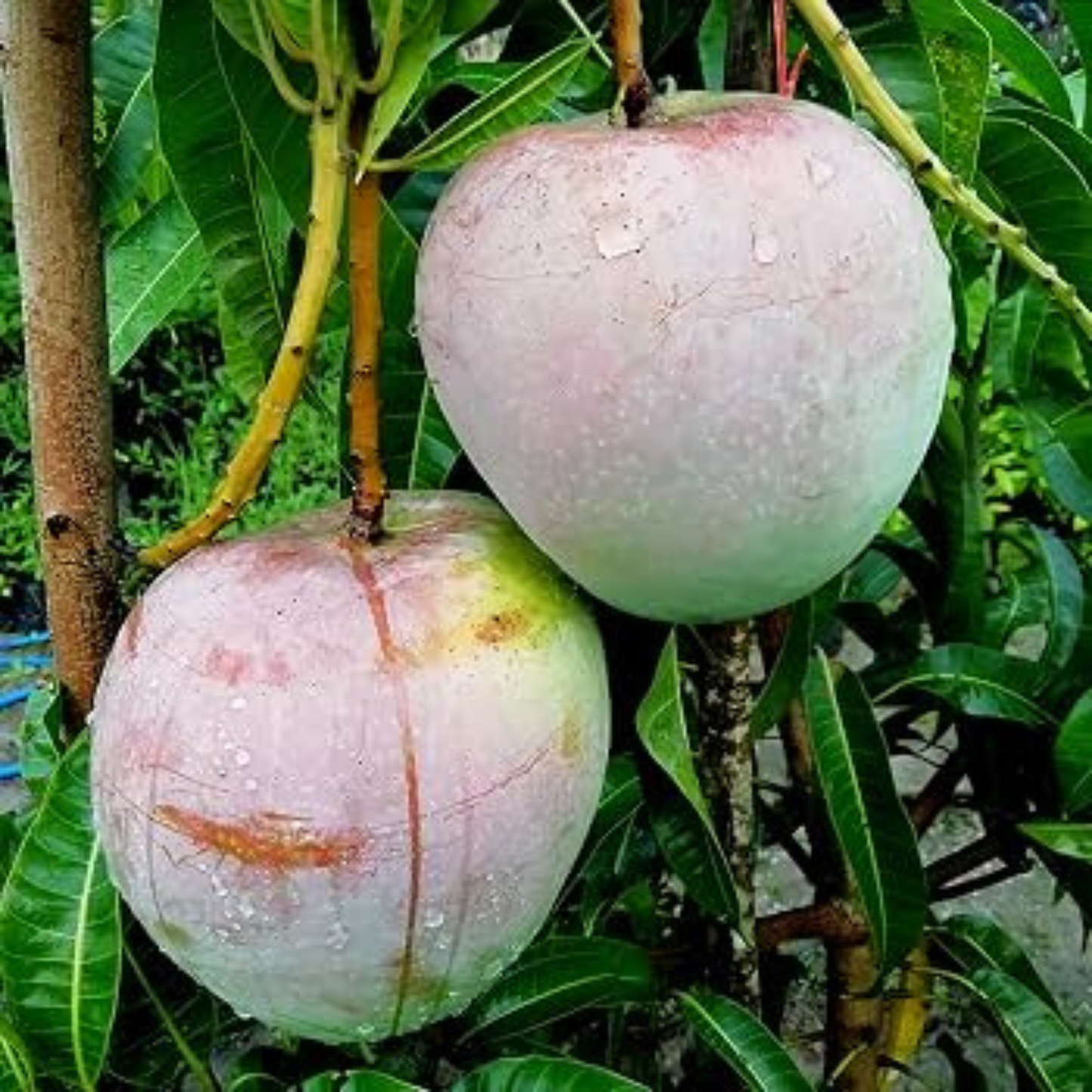 R2E2 Mango Grafted Live Plant – Premium Australian Mango Variety