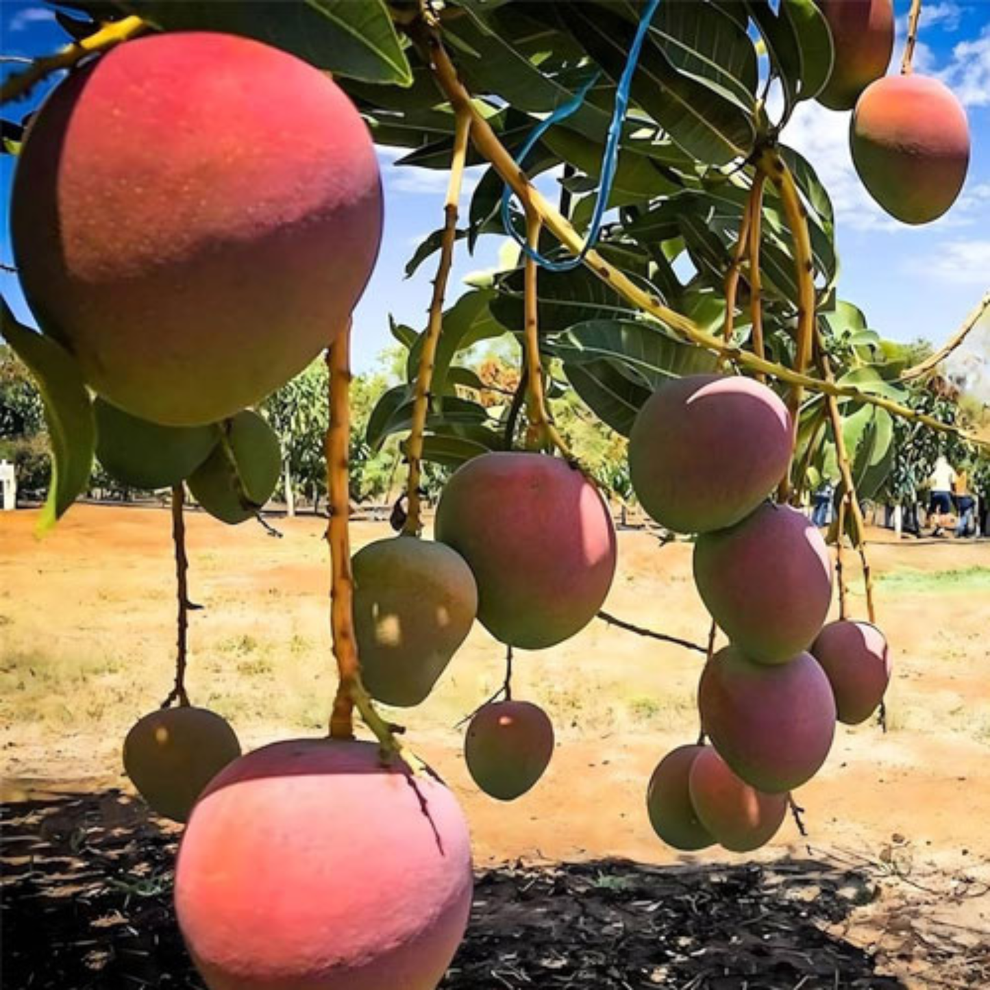 R2E2 Mango Grafted Live Plant – Premium Australian Mango Variety