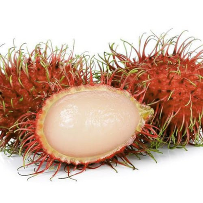 Rambutan Ceaser Rare Exotic Fruit Live Plant