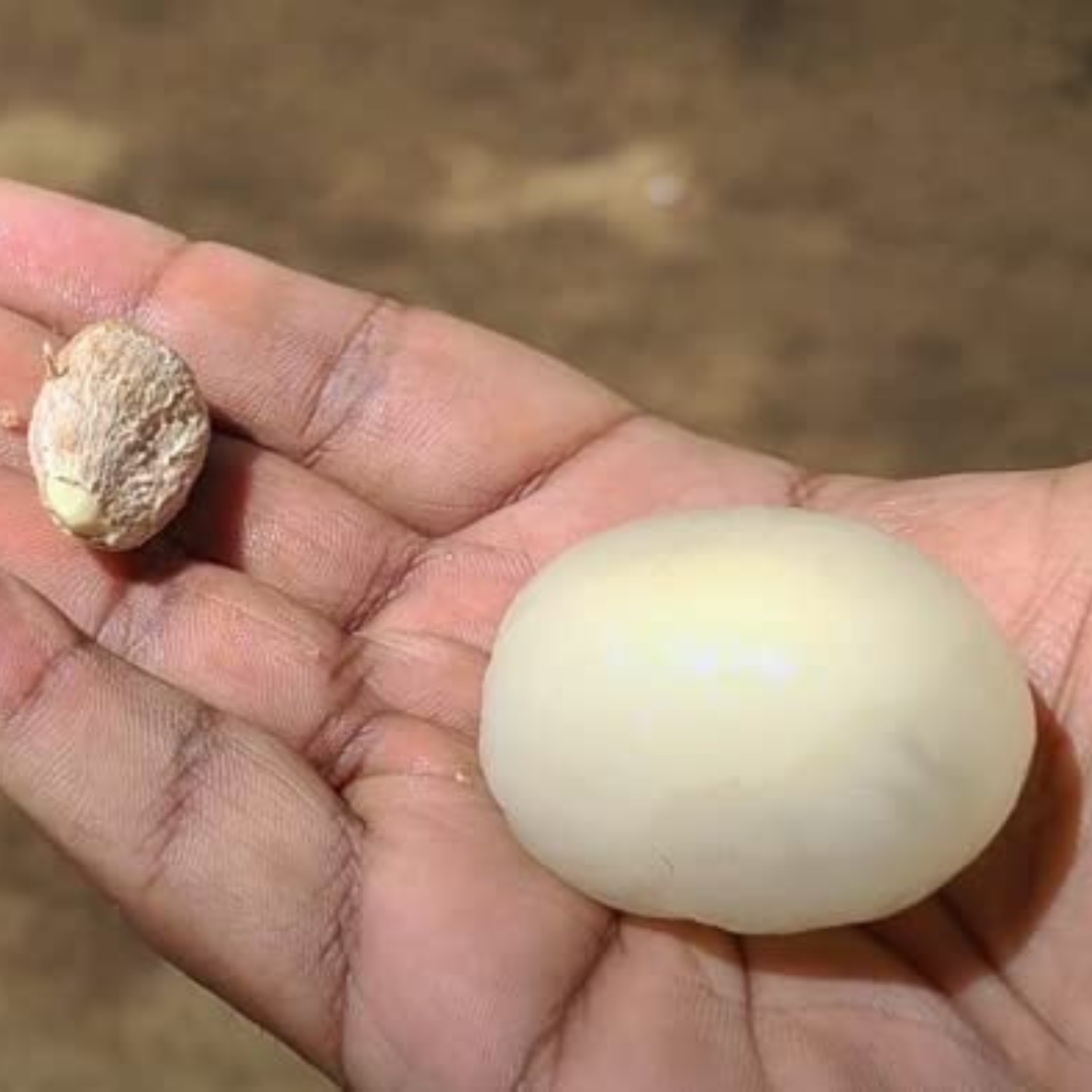 Rambutan Ceaser Rare Exotic Fruit Live Plant