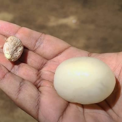 Rambutan Ceaser Rare Exotic Fruit Live Plant