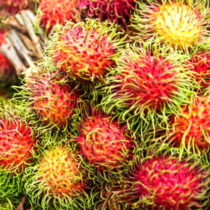 Rambutan Rongrian Rare Exotic Fruit Live Plant