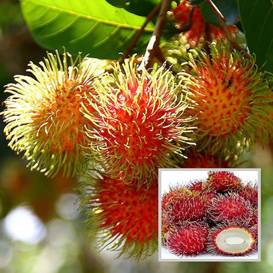 Rambutan School Boy Rare Exotic Fruit Live Plant