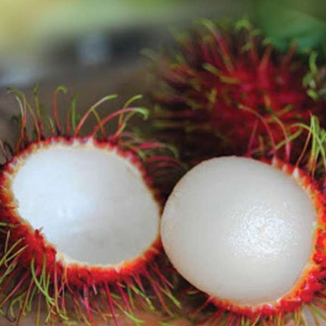 Rambutan School Boy Rare Exotic Fruit Live Plant
