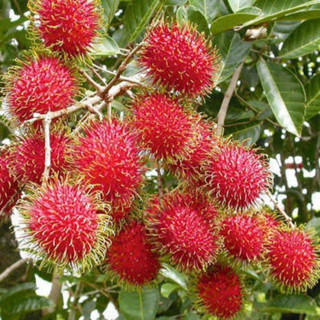Rambutan School Boy Rare Exotic Fruit Live Plant