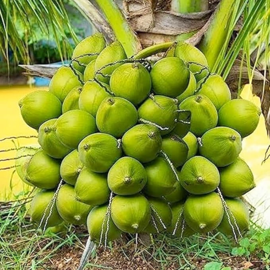Ramganga Coconut Tree Plant