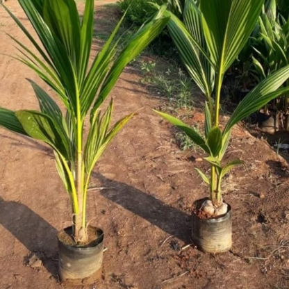 Ramganga Coconut Tree Plant
