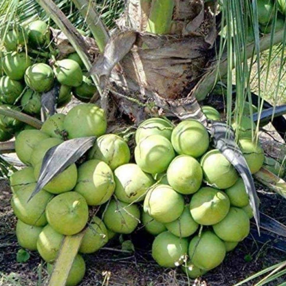 Ramganga Coconut Tree Plant