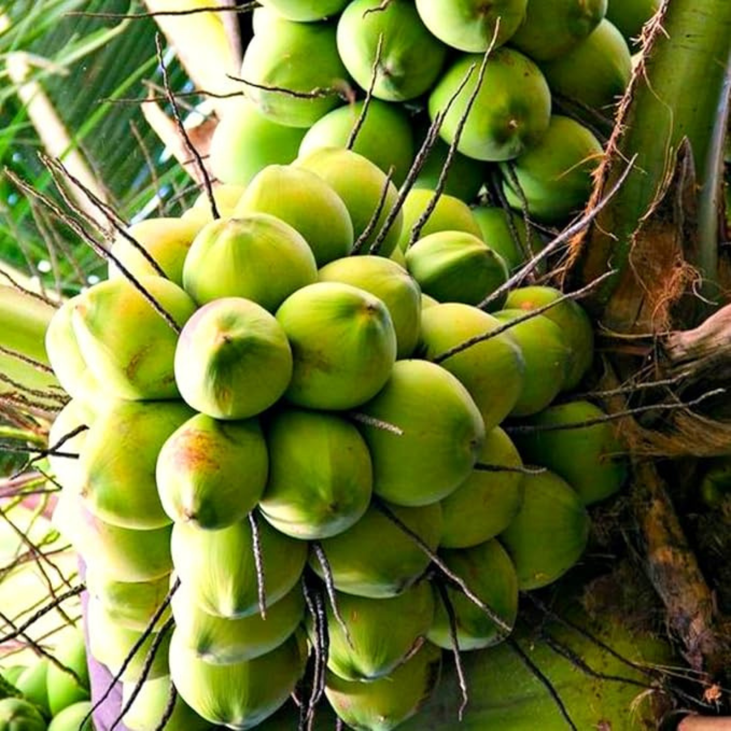 Ramganga Coconut Tree Plant