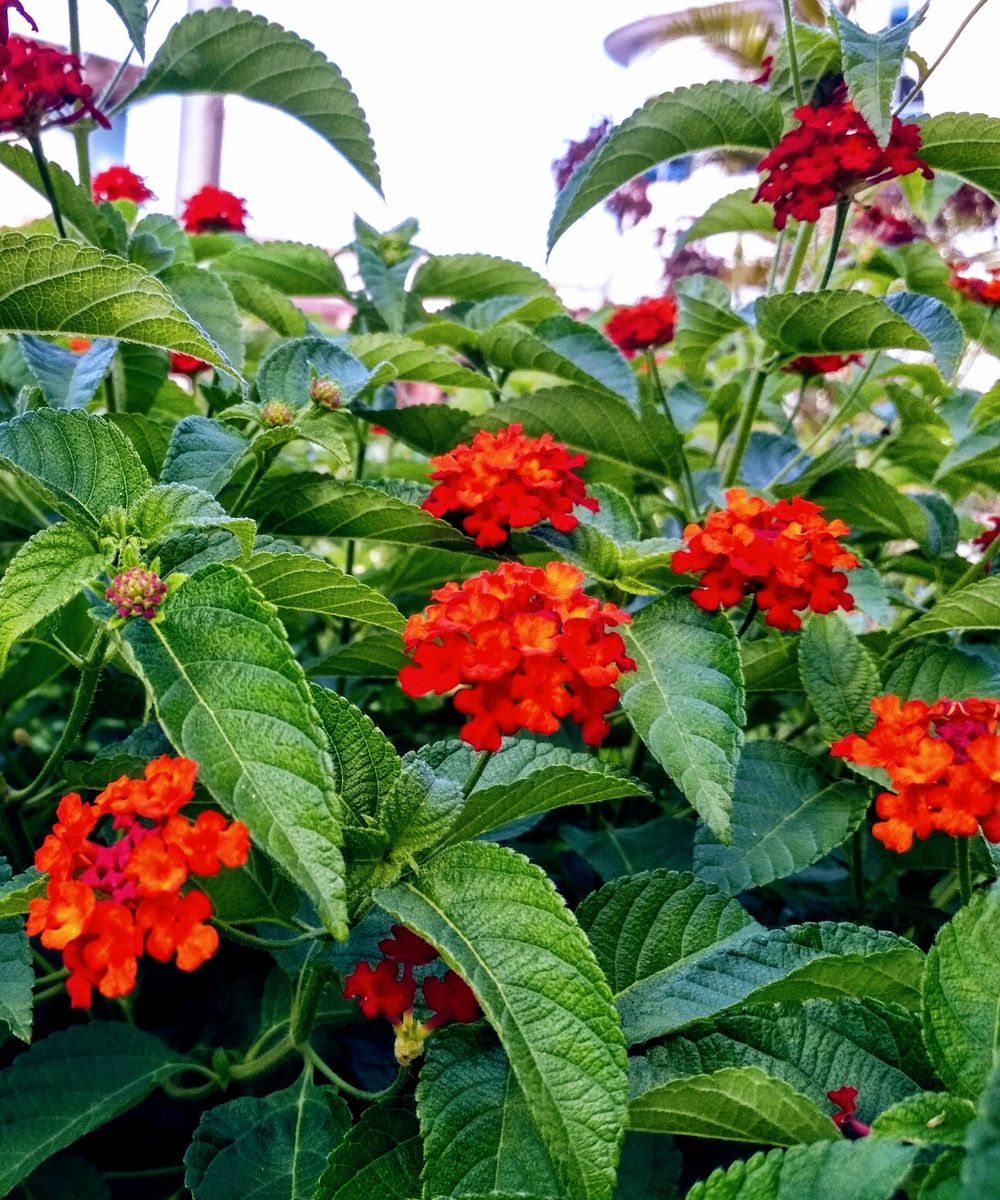 Lantana Red (Tick Berry) All Time Flowering Live Plant