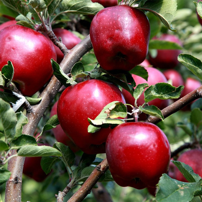 Red Delicious Apple Grafted Live Plant