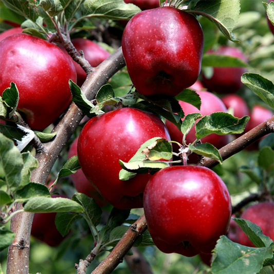 Red Delicious Apple Grafted Live Plant