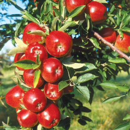 Red Delicious Apple Grafted Live Plant