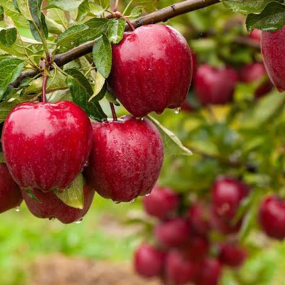 Red Delicious Apple Grafted Live Plant