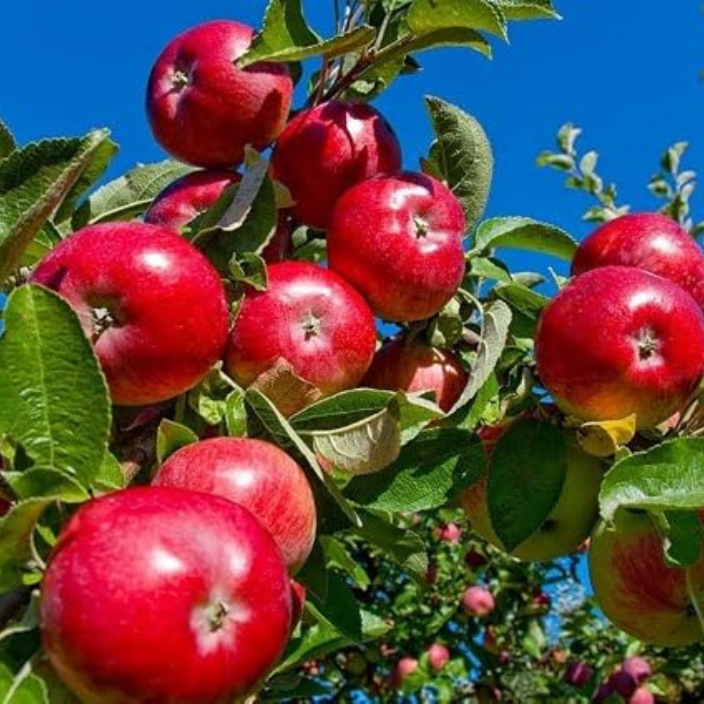 Red Delicious Apple Grafted Live Plant