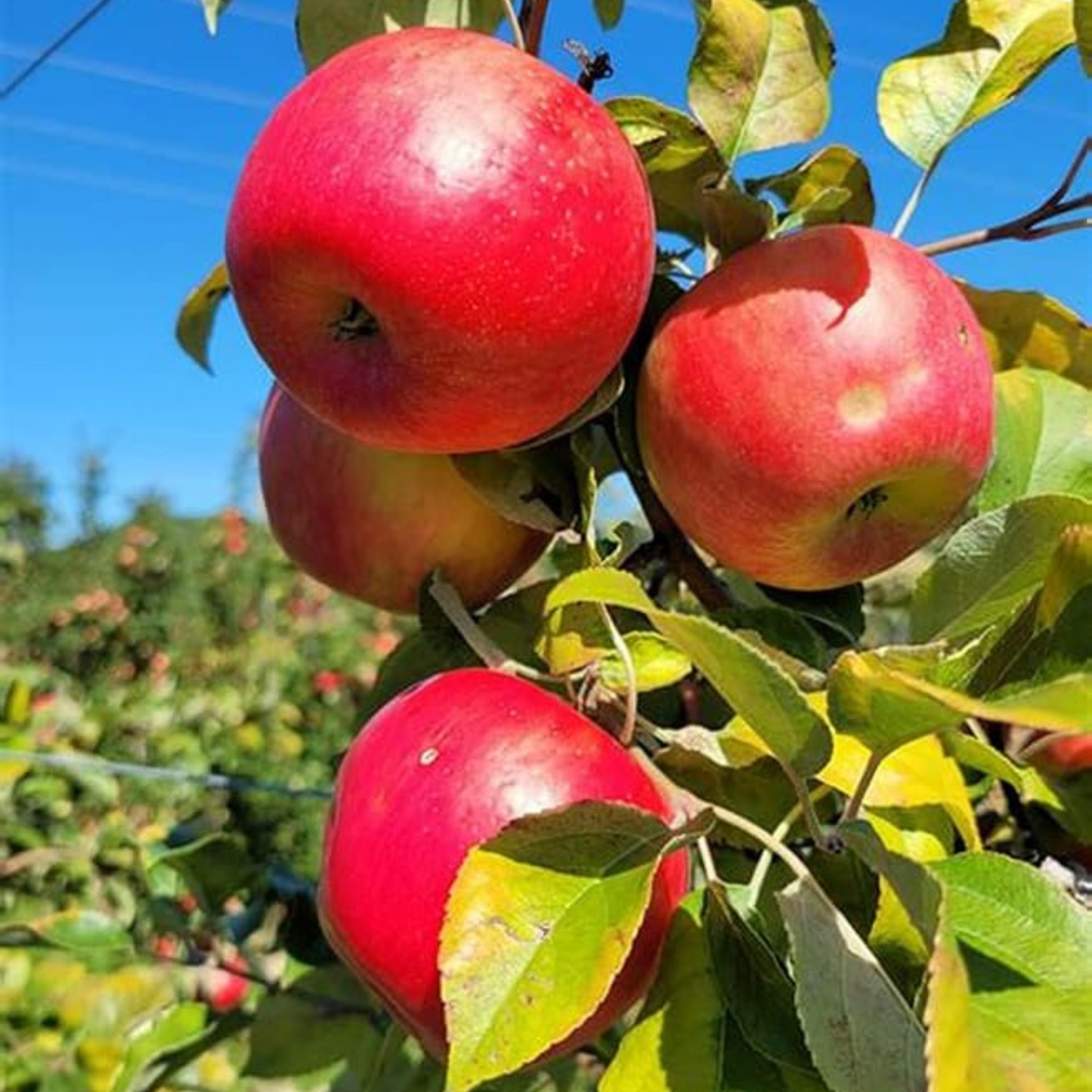 Red Delicious Apple Grafted Live Plant