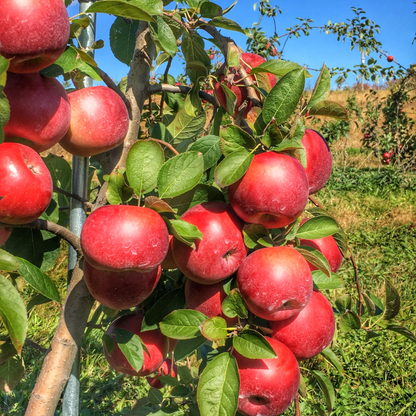 Red Delicious Apple Grafted Live Plant