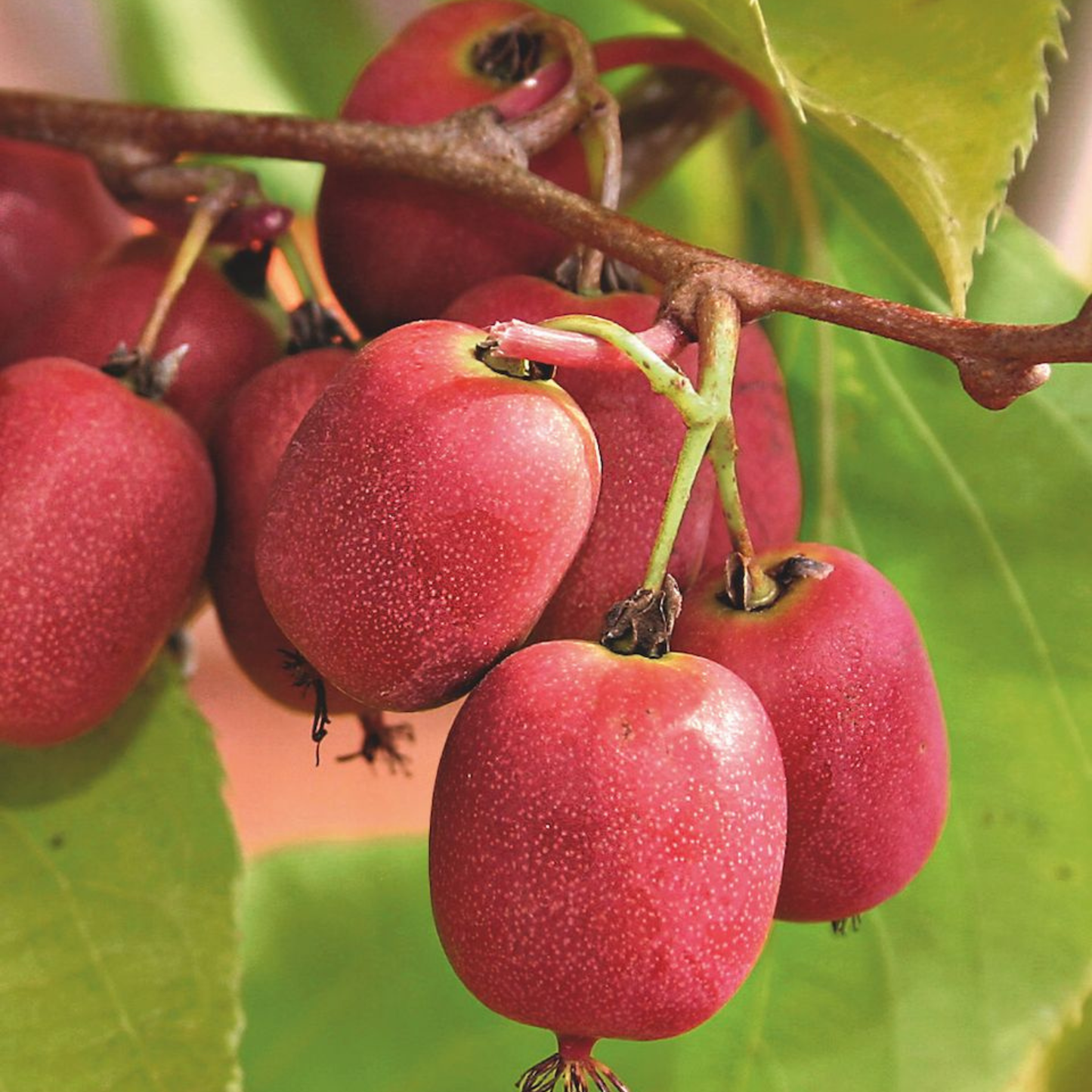 Red Kiwi Grafted Live Plant – Rare Exotic Fruit Plant