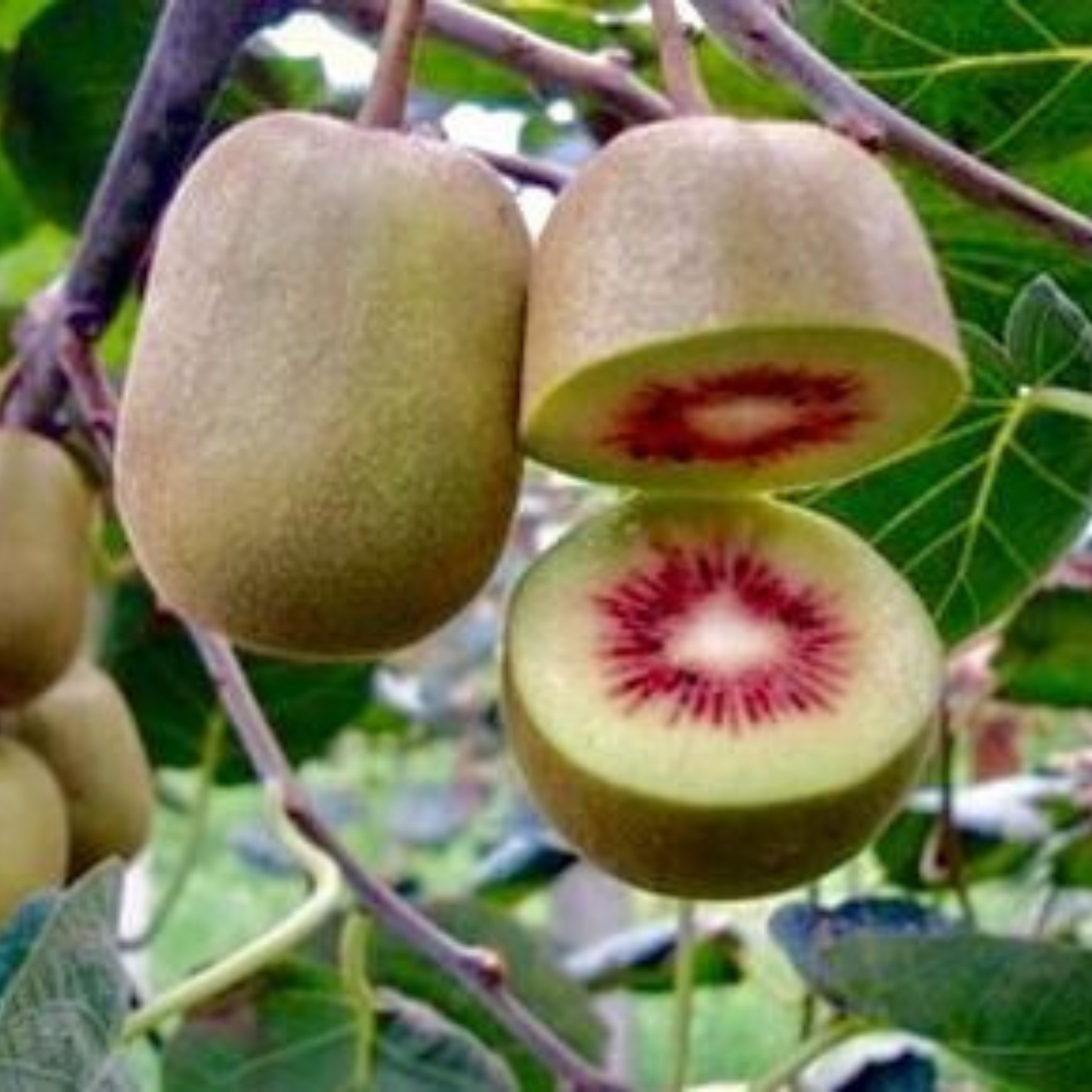 Red Kiwi Grafted Live Plant – Rare Exotic Fruit Plant