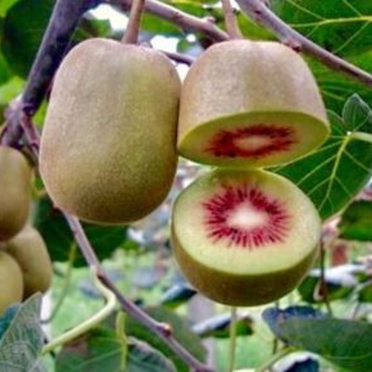 Red Kiwi Grafted Live Plant – Rare Exotic Fruit Plant