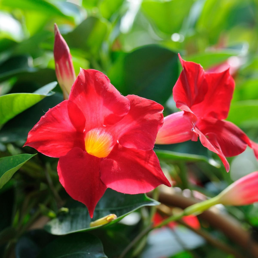 Red Mandevilla / Rocktrumpet Flowering Live Plant