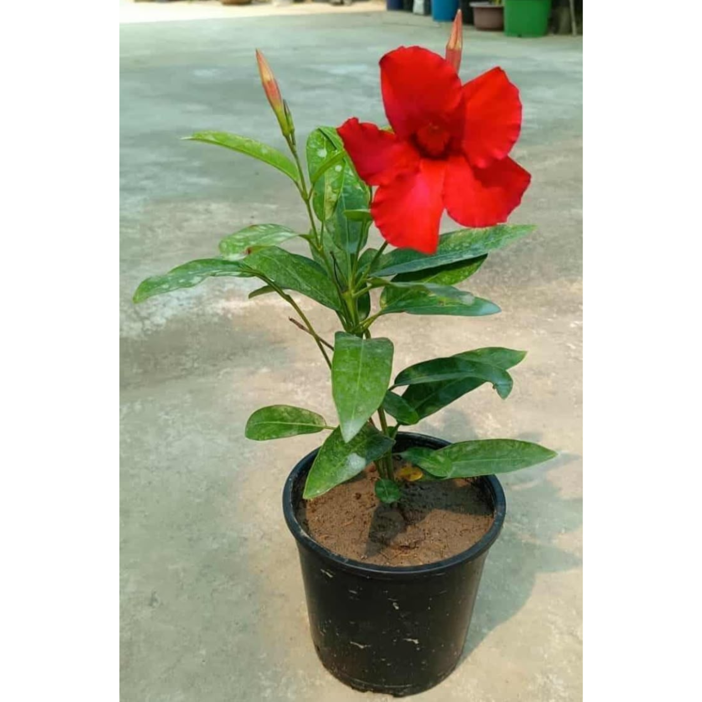 Red Mandevilla / Rocktrumpet Flowering Live Plant