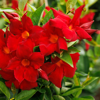 Red Mandevilla / Rocktrumpet Flowering Live Plant