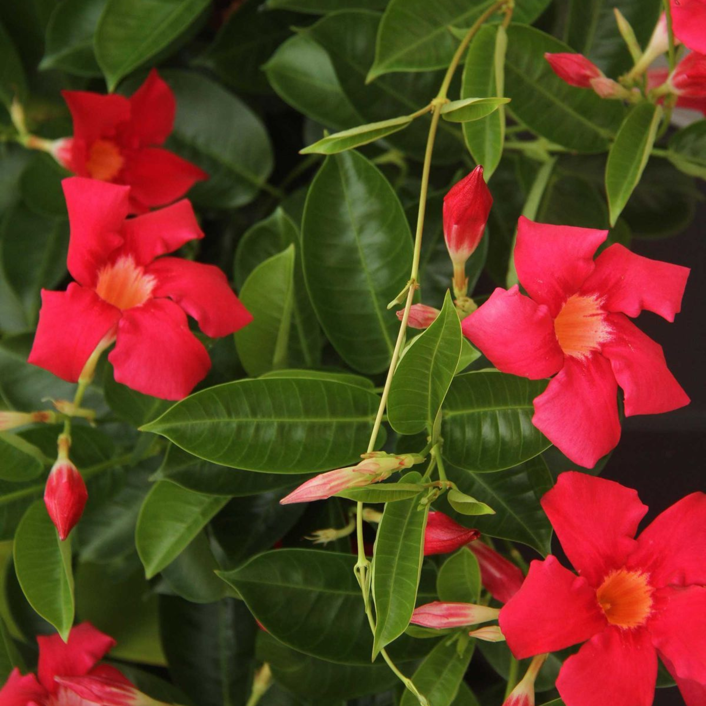 Red Mandevilla / Rocktrumpet Flowering Live Plant
