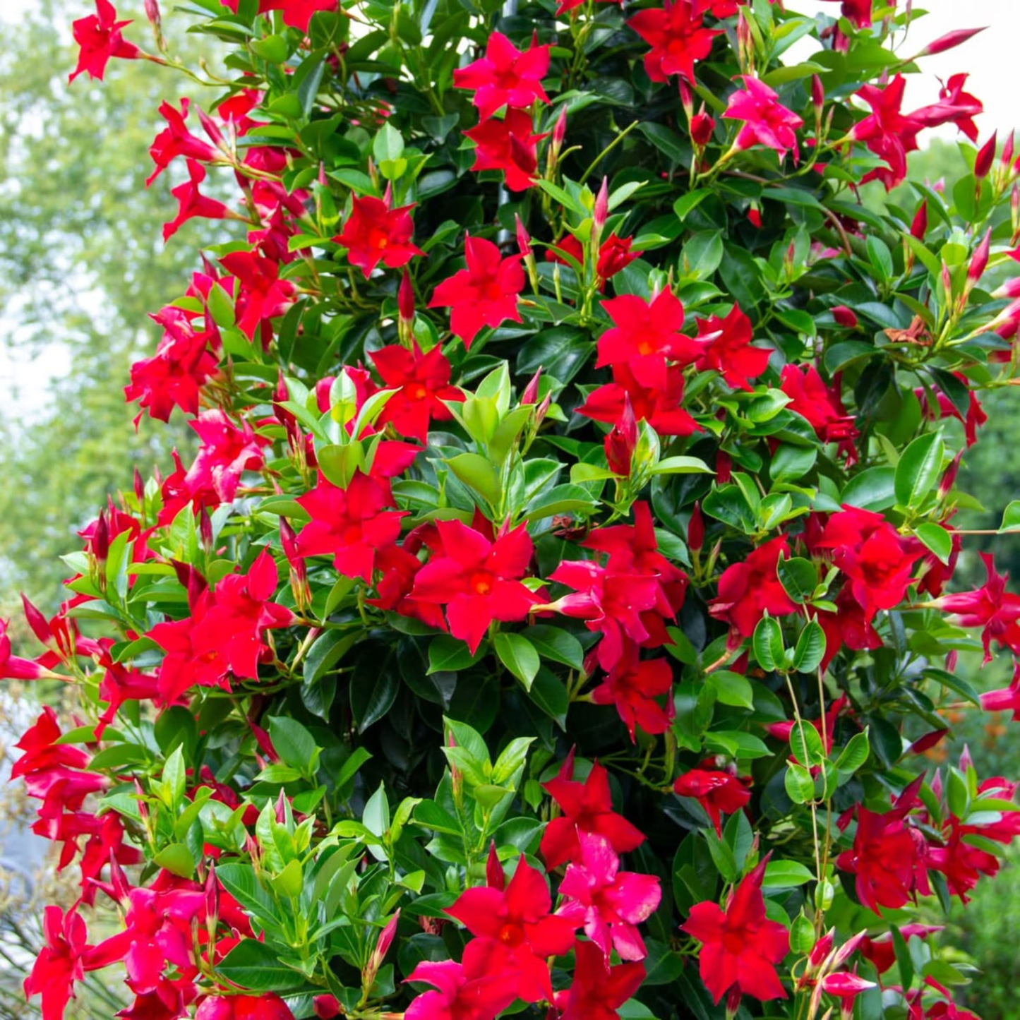 Red Mandevilla / Rocktrumpet Flowering Live Plant
