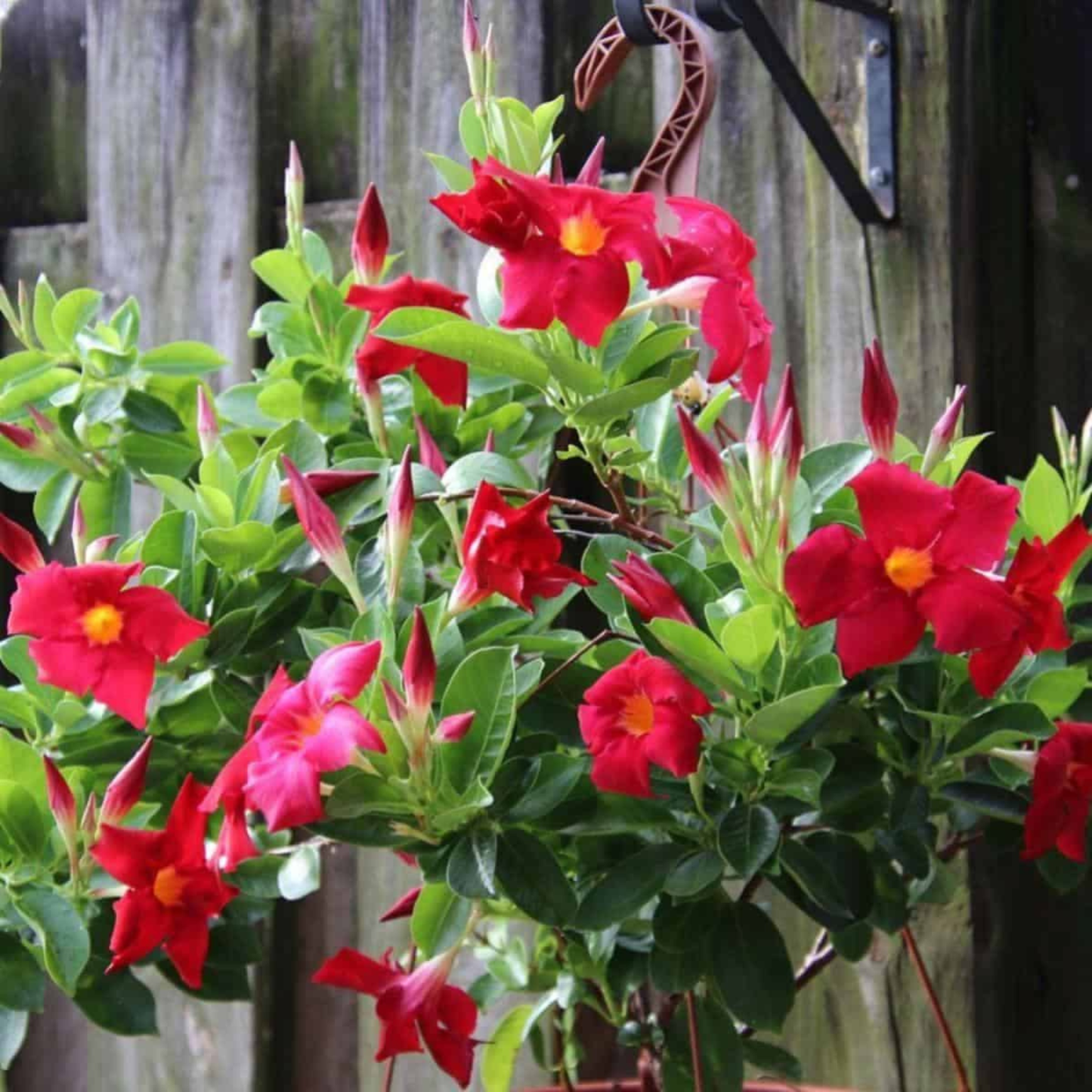 Red Mandevilla / Rocktrumpet Flowering Live Plant