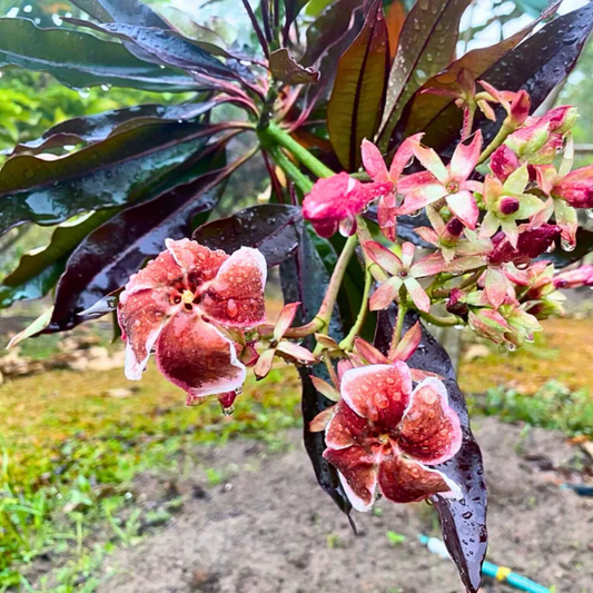 Red Pong Pong (Cerbera odollam 'Rubra') Rare Flowering Live Plant | Exotic Ornamental Plant for Home & Garden | Bloomica.in