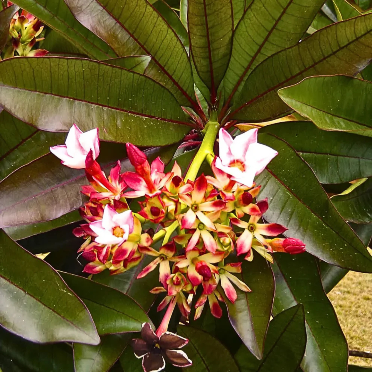 Red Pong Pong (Cerbera odollam 'Rubra') Rare Flowering Live Plant | Exotic Ornamental Plant for Home & Garden | Bloomica.in