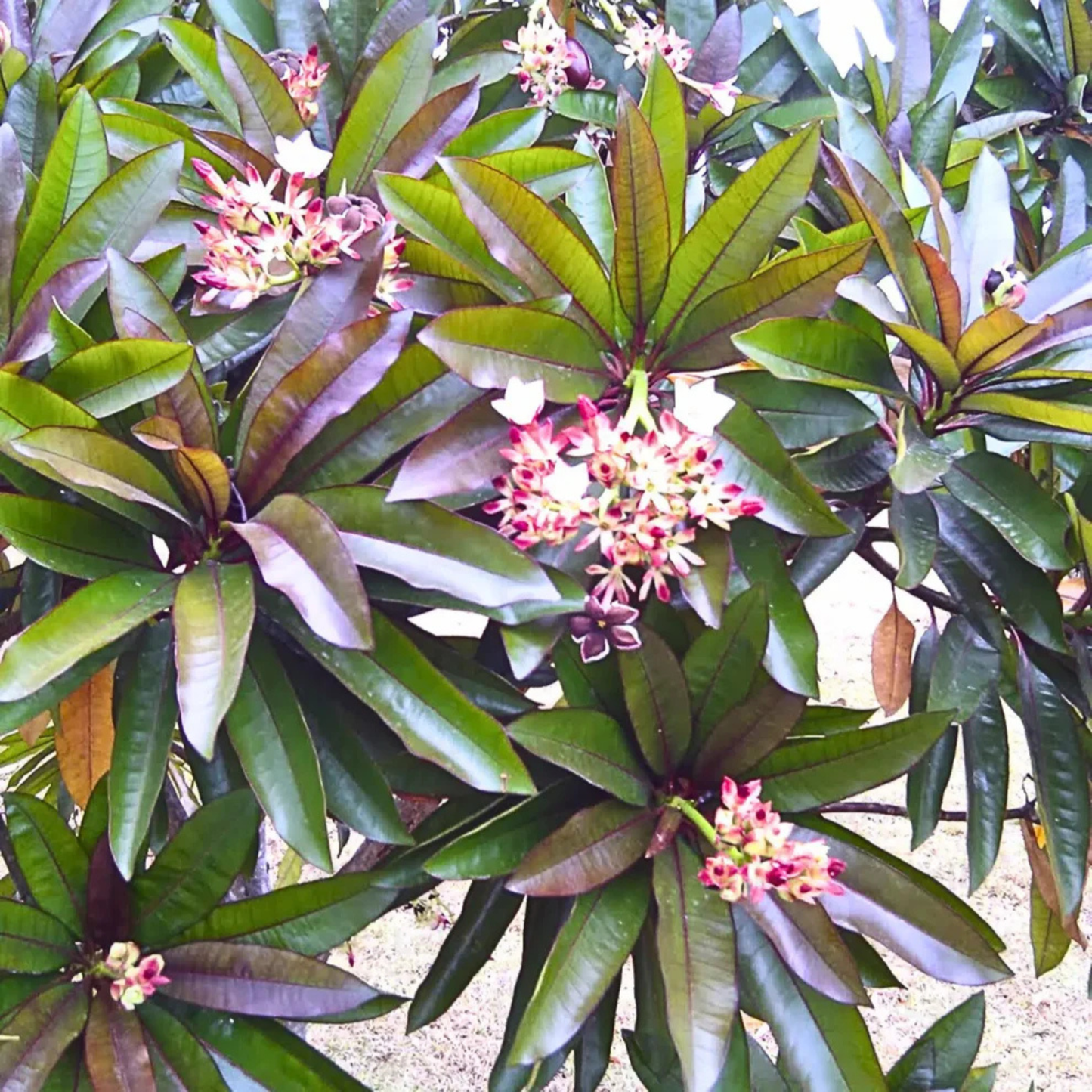 Red Pong Pong (Cerbera odollam 'Rubra') Rare Flowering Live Plant | Exotic Ornamental Plant for Home & Garden | Bloomica.in