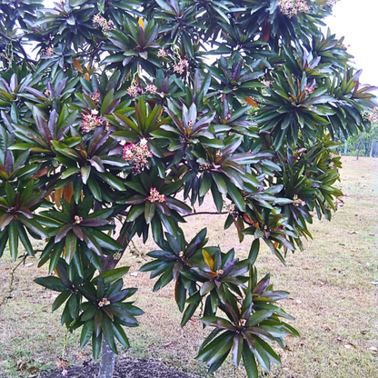Red Pong Pong (Cerbera odollam 'Rubra') Rare Flowering Live Plant | Exotic Ornamental Plant for Home & Garden | Bloomica.in