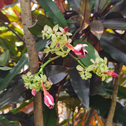 Red Pong Pong (Cerbera odollam 'Rubra') Rare Flowering Live Plant | Exotic Ornamental Plant for Home & Garden | Bloomica.in