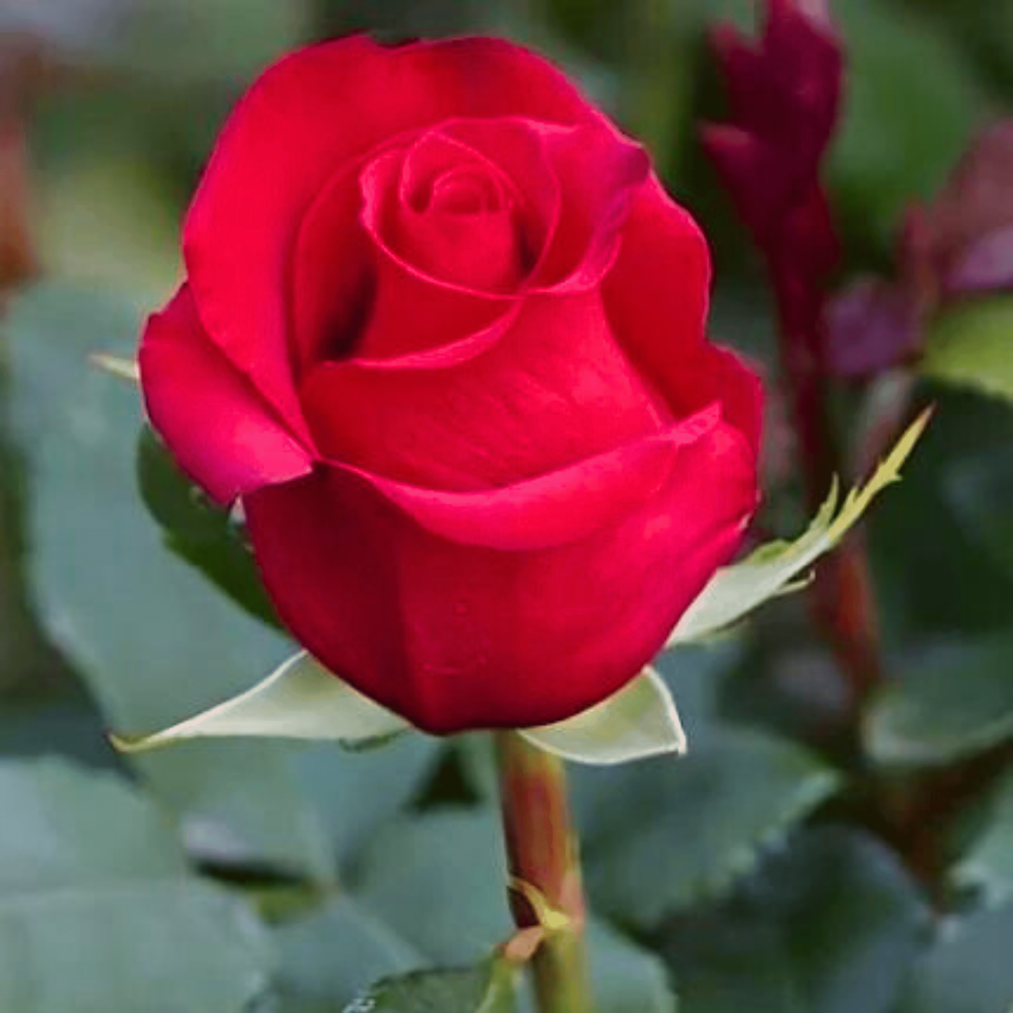 Valentina Red Roses Buy Red Valentine Rose Online in India– Express Love with Every Bloom ...