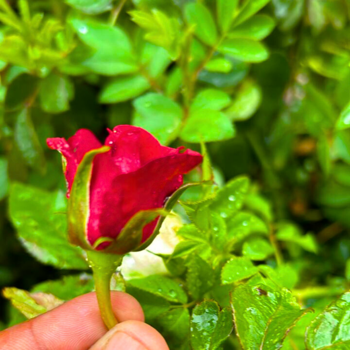 Valentina Red Roses Buy Red Valentine Rose Online in India– Express Love with Every Bloom ...