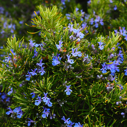 Rosemary (Salvia rosmarinus) Live Plant