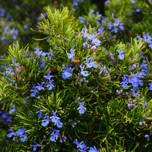 Rosemary (Salvia rosmarinus) Live Plant